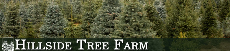 Hillside Tree Farm - Caring For Your Christmas Tree
